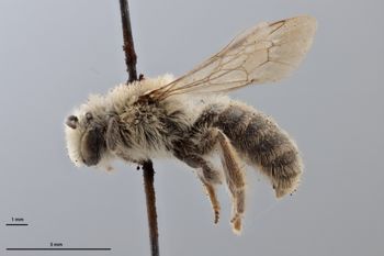 Media type: image;   Entomology 774170 Aspect: habitus lateral view